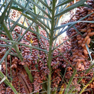 Dates Machine de traitement du palmier avec solution de clé de virage